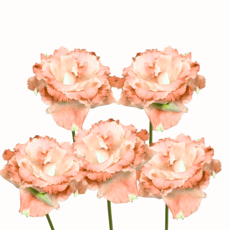 Eustoma wielkokwiatowa - Alissa 2 Apricot