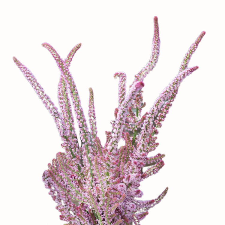 Zatrwian Suworowa Pink Pokers