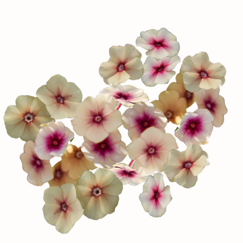 Floks Drummonda - Cherry Caramel.png