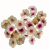 Floks Drummonda - Cherry Caramel.png