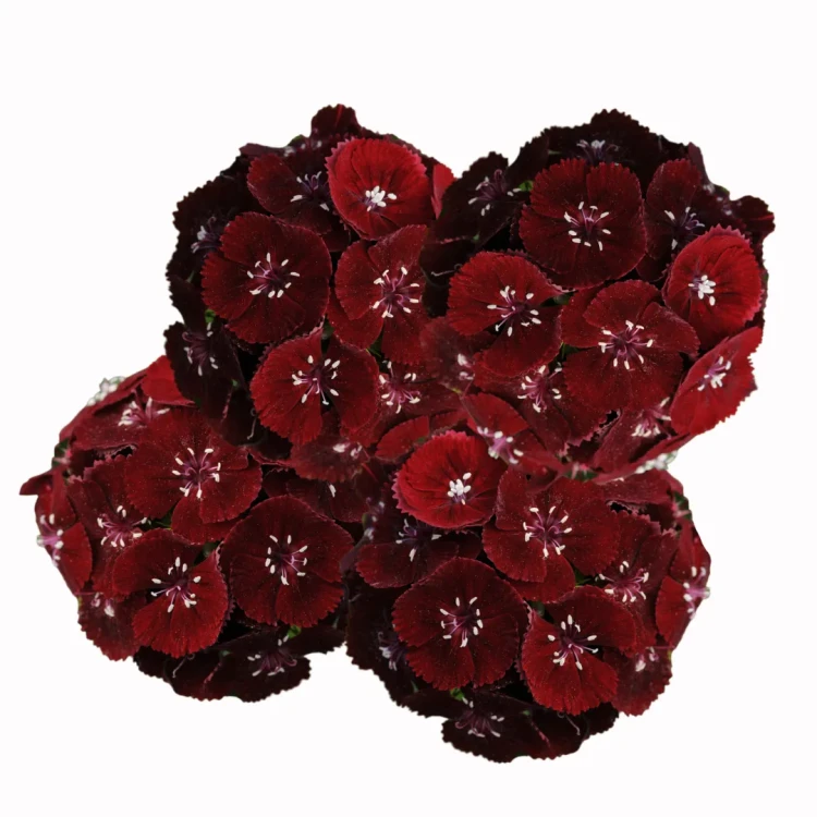 Goździk brodaty Sweet Black Cherry