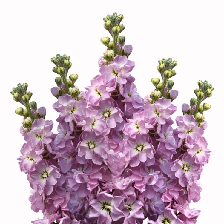 Lewkonia Mathilda Pink