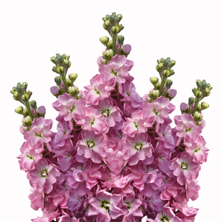 Lewkonia Mathilda Antique Rose