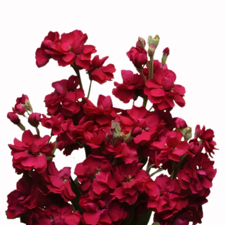 Lewkonia Katz Ruby