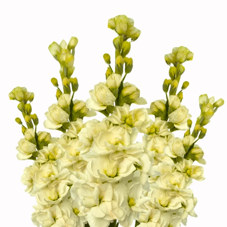 Lewkonia Iron Yellow