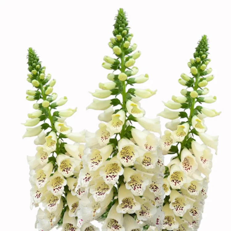 Naparstnica purpurowa - Dalmatian Creme