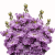 Lewkonia Katz Lavender Blue