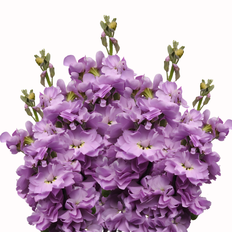 Lewkonia Katz Lavender Blue