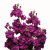 Lewkonia Katz Purple.png