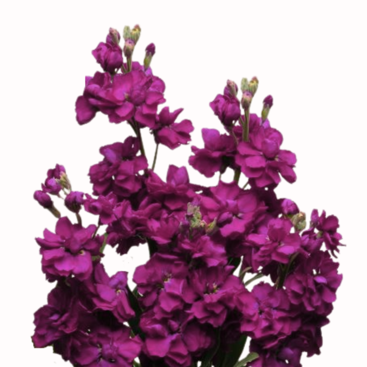 Lewkonia Katz Purple.png