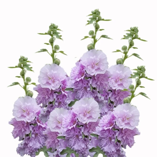 fioletowe Kwiatostany malwy