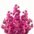 Lewkonia Katz Bright Rose.png