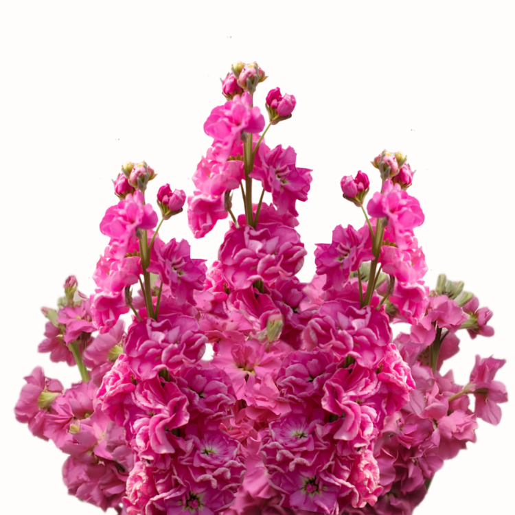 Lewkonia Katz Bright Rose.png