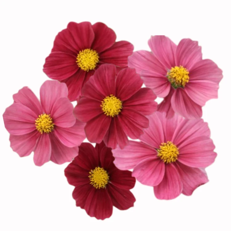 Kosmos pierzasty Antiquity (2).png