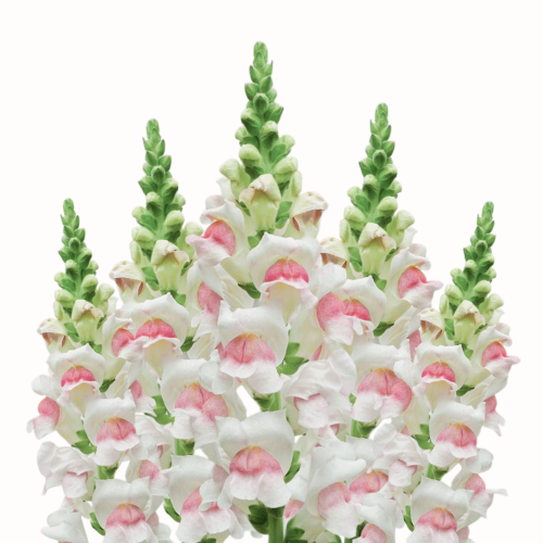 Lwia paszcza Maryland Appleblossom