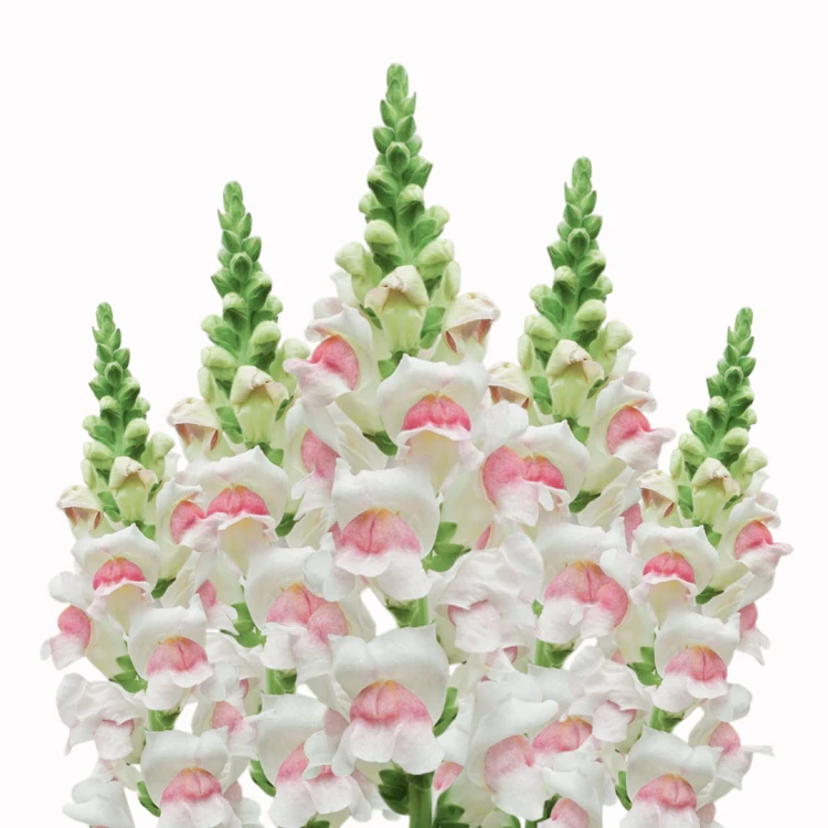 Lwia paszcza Maryland Appleblossom