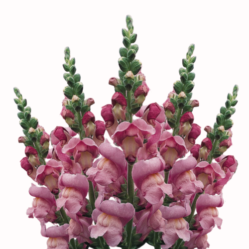 Lwia paszcza Maryland Lavender (1).png