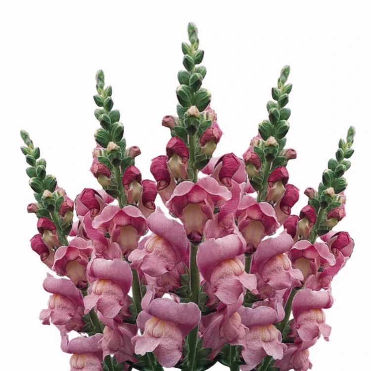 Lwia paszcza Maryland Lavender (1).png