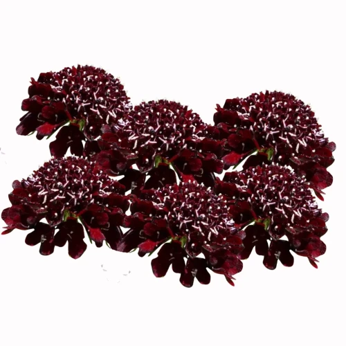 Scabiosa atropurpurea, wdówka, bordowa