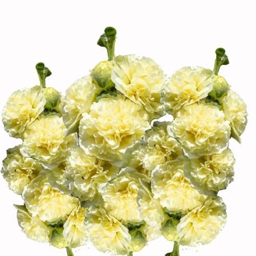 Alcea rosea, malwa różowa w kolorze żółtym