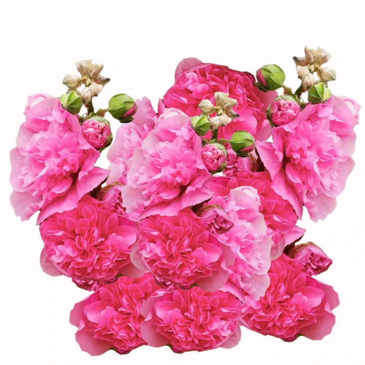 różowa malwa, wysoka odmiana, Alcea rosea