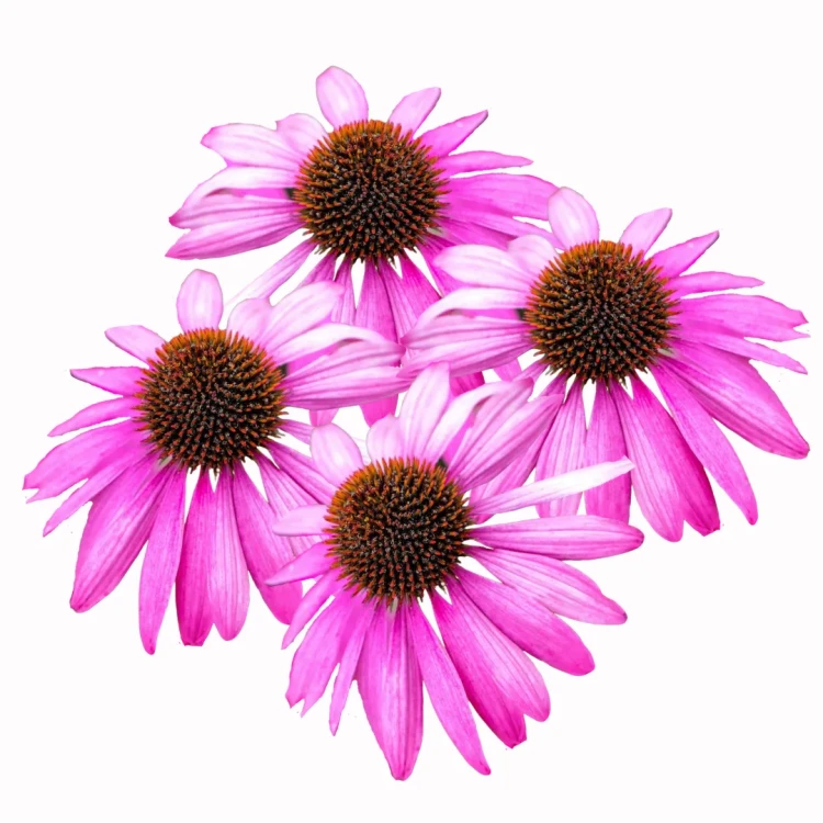 różowa jeżówka, nasiona