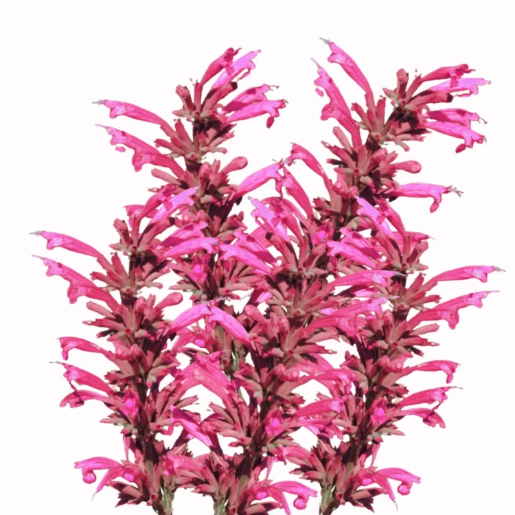 Agastache pallidiflora subsp neomexicana