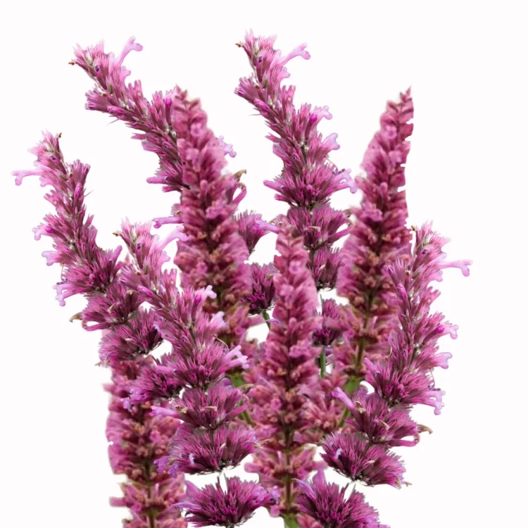 Agastache pallidiflora subsp neomexicana