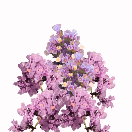 Zatrwian, różowe kwiaty, nasiona, Statice, Limonium sinuatum