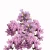 Zatrwian, różowe kwiaty, nasiona, Statice, Limonium sinuatum