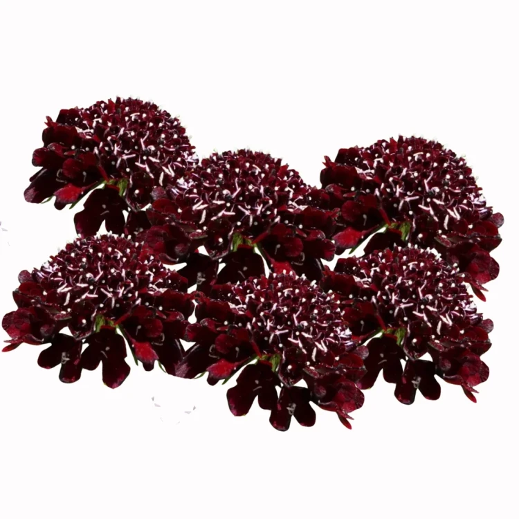 Scabiosa atropurpurea, wdówka, bordowa