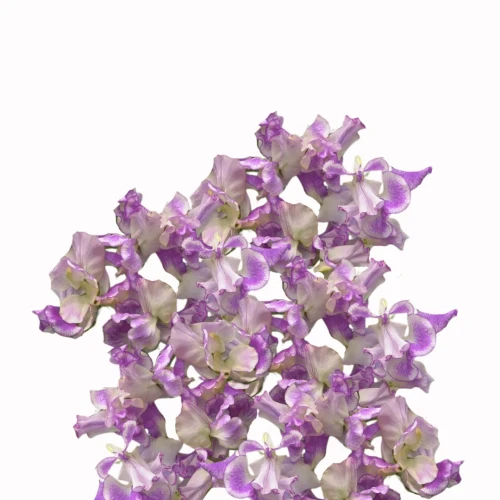 groszek pachnący fioletowy, nasiona, Lathyrus odoratus, Sweet Pea