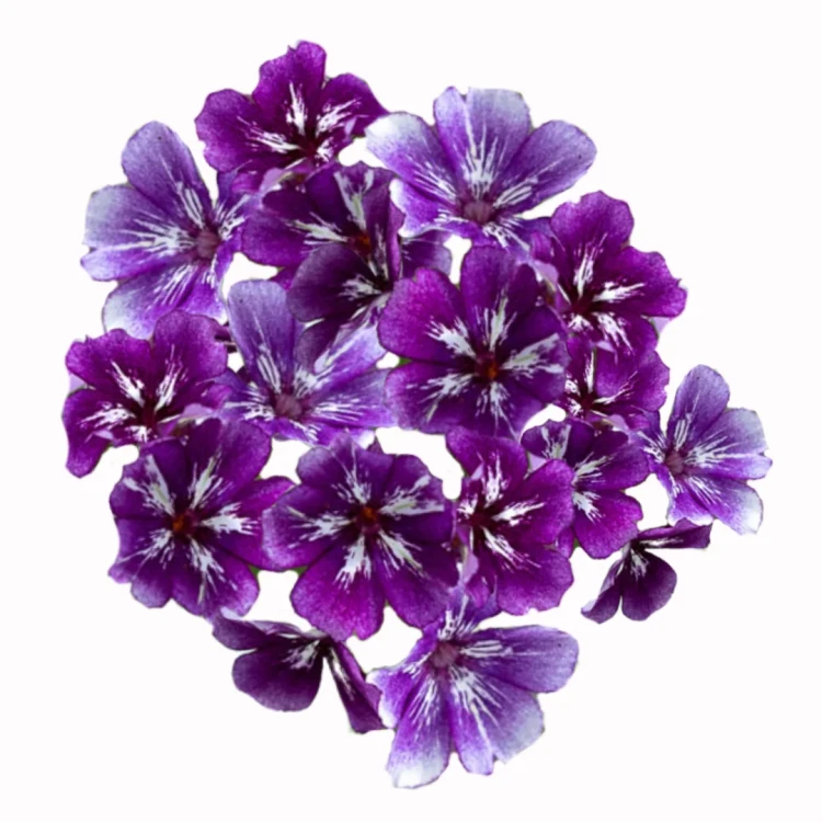 Fioletowy floks, nasiona