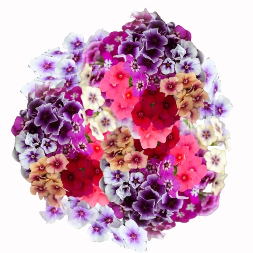 Phlox drummondii, płomyk wiechowaty, Drummondii grandiflora