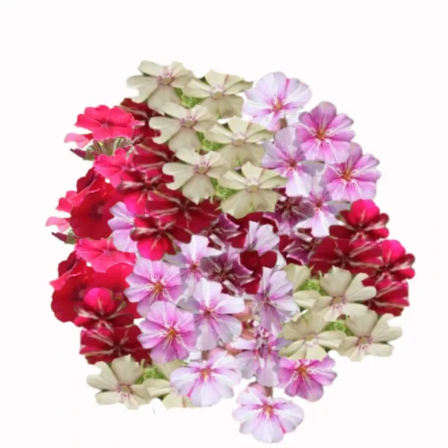 floks kolorowy, nasiona