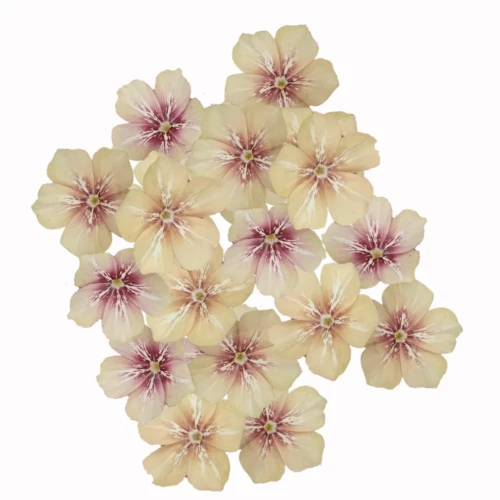 Phlox drummondii, płomyk wiechowaty, Drummondii grandiflora