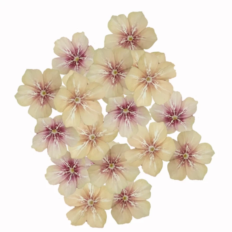 Phlox drummondii, płomyk wiechowaty, Drummondii grandiflora