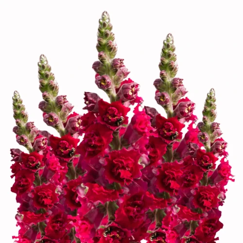 czerwona lwia paszcza, Antirrhinum majus