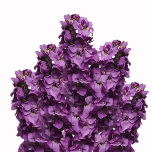 jednoroczny kwiat w fioletowym odcieniu