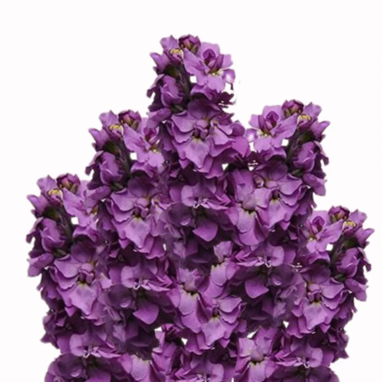 jednoroczny kwiat w fioletowym odcieniu