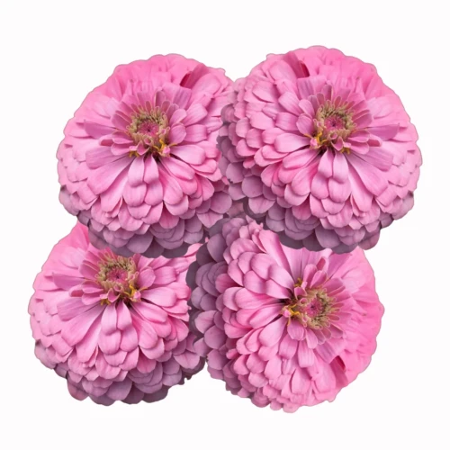 różowa cynia, wysoka, roślina jednoroczna