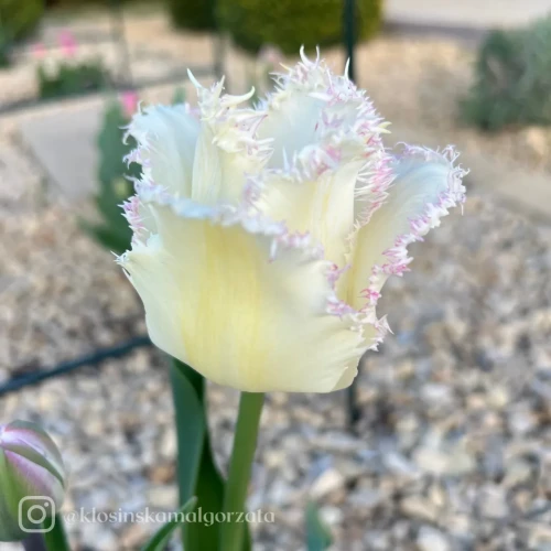 Tulipan Lady Smile