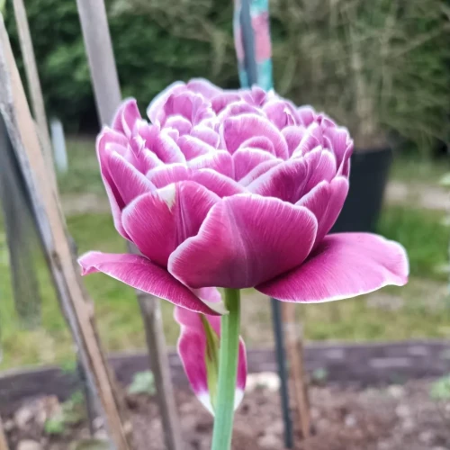 Tulipan Dream Touch