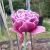 Tulipan Dream Touch