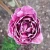 Tulipan Dream Touch