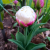Tulipan Ice Cream