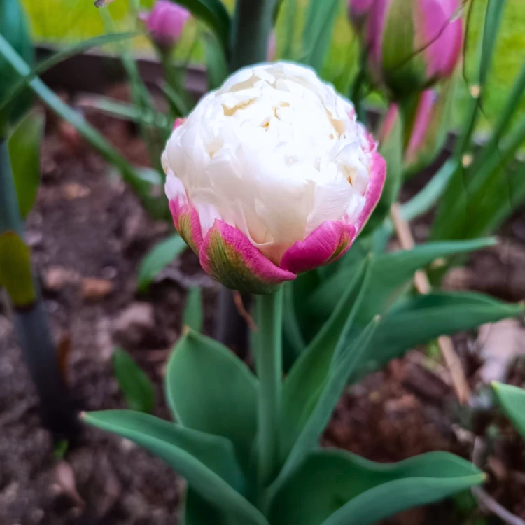 Tulipan Ice Cream