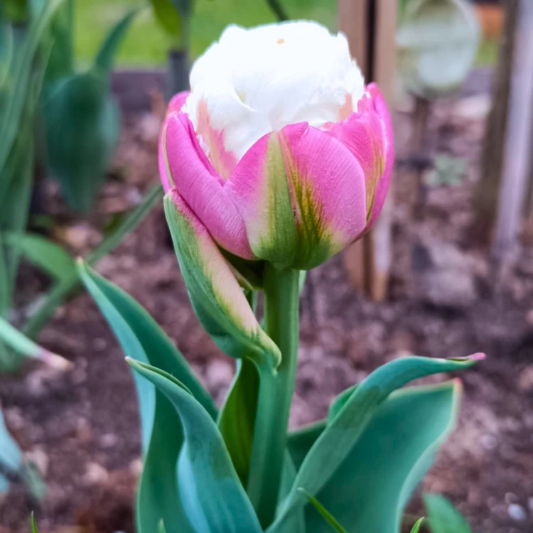 Tulipan Ice Cream