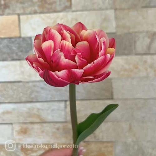 Tulipan Columbus_11zon.webp