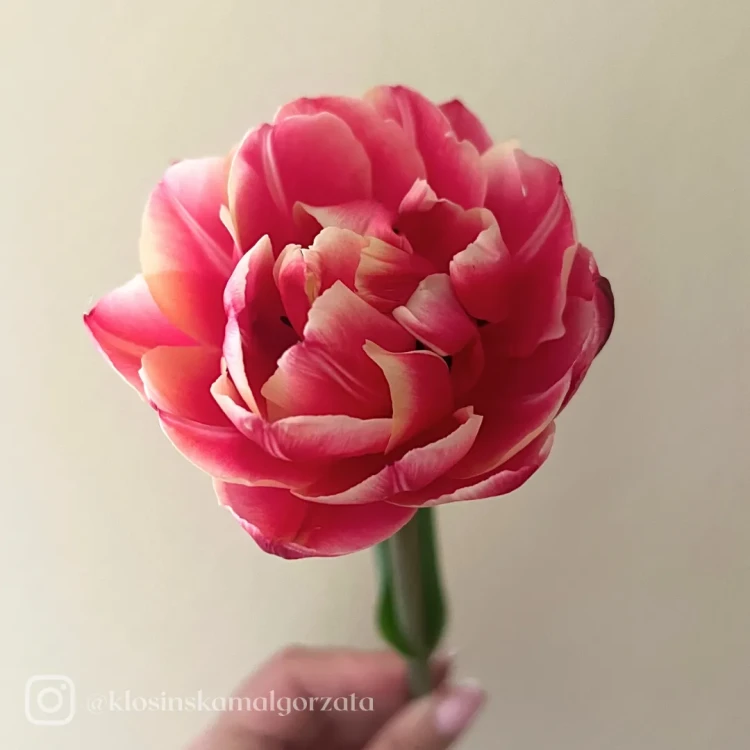 Tulipan Columbus (1)_11zon.webp